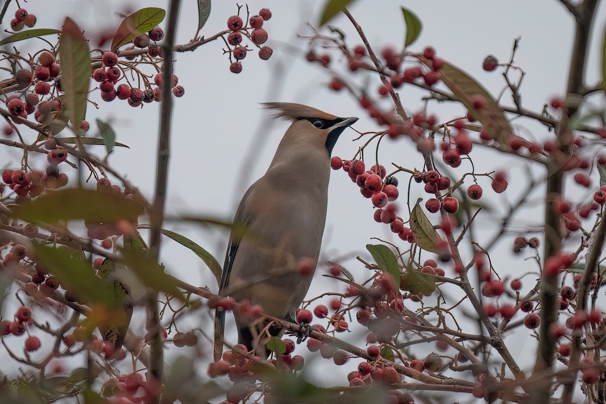 Buztanori boreala - ML645774336