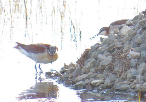 Wilsonwassertreter - ML645774337