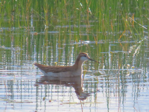 Wilsonwassertreter - ML645774341