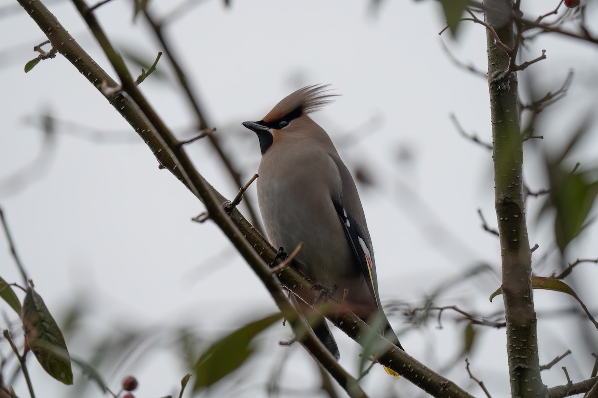 Buztanori boreala - ML645774342