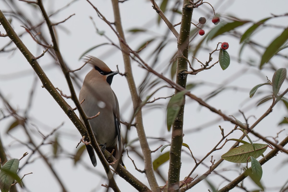 Buztanori boreala - ML645774343