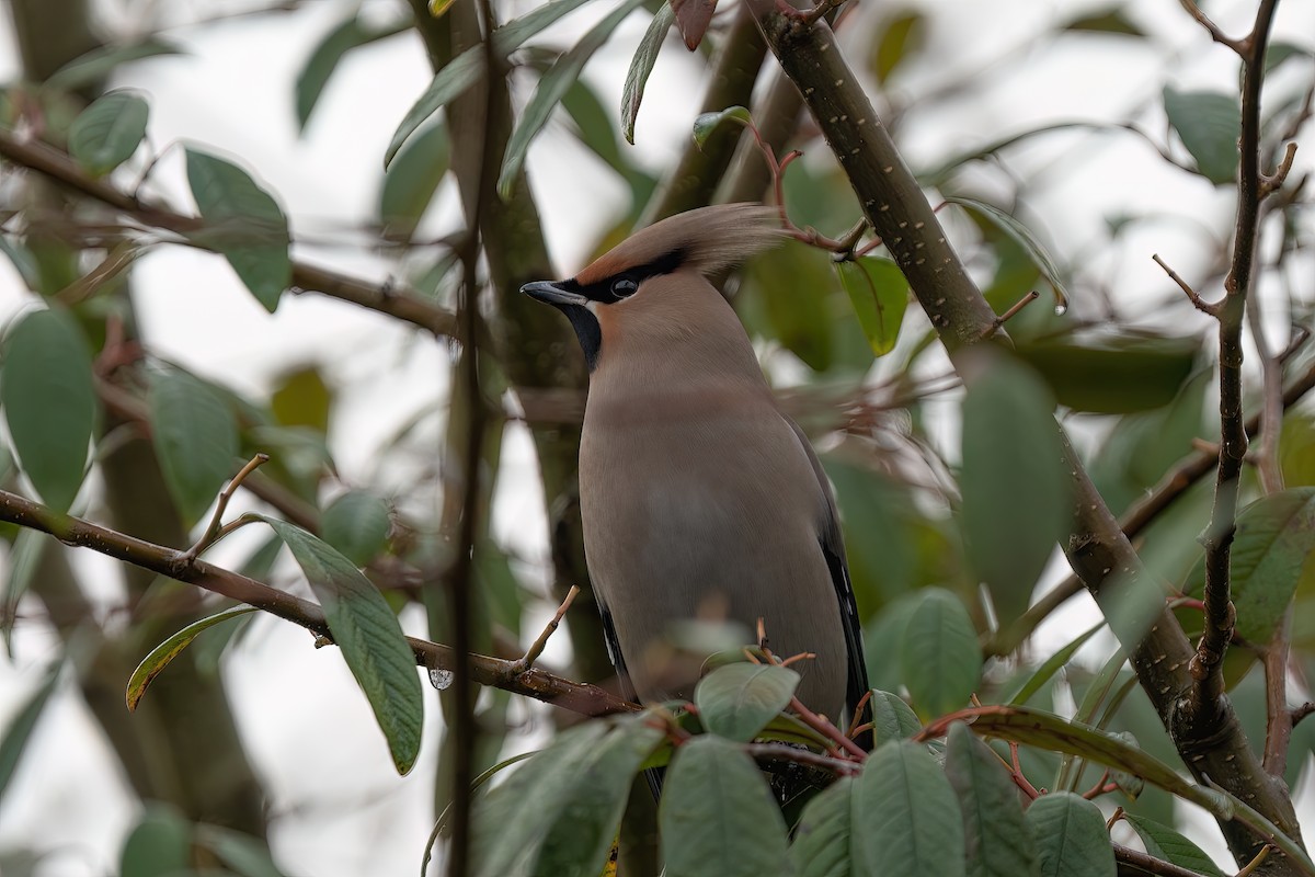 Buztanori boreala - ML645774344