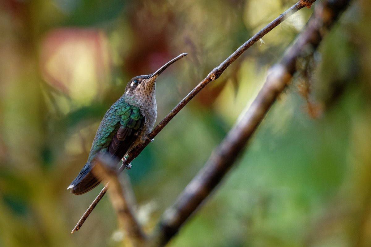 Talamanca Hummingbird - ML645774355