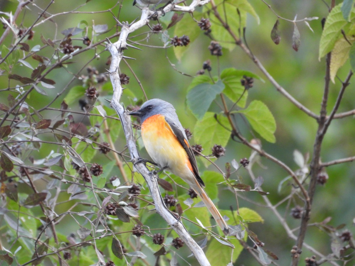 Zwergmennigvogel - ML645774357