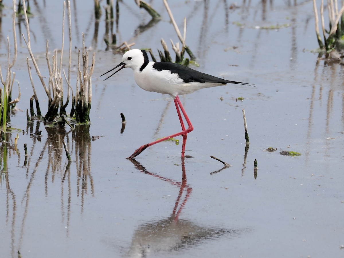 Pied Stilt - ML645774365