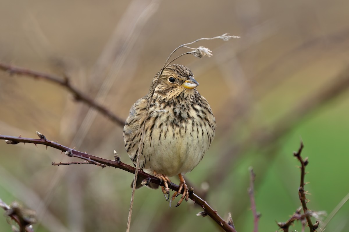 Corn Bunting - ML645774368
