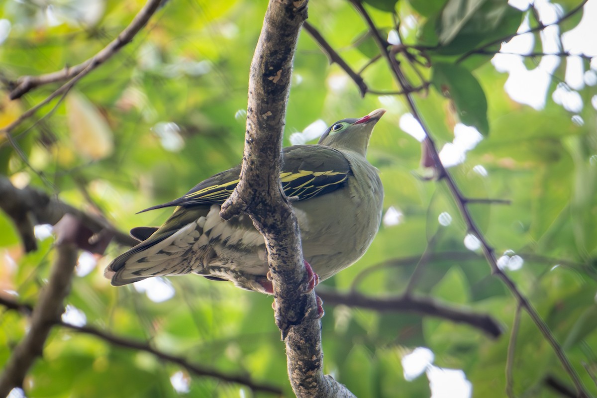 Kalın Gagalı Yeşil Güvercin [curvirostra grubu] - ML645774369