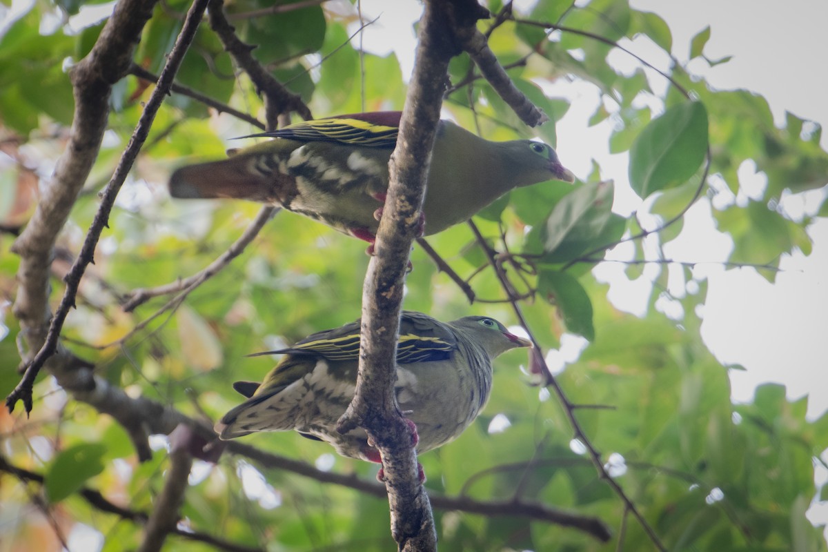Kalın Gagalı Yeşil Güvercin [curvirostra grubu] - ML645774370