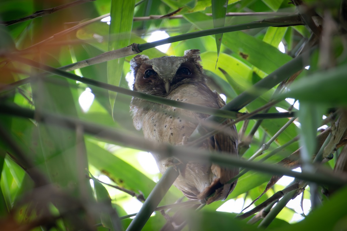 White-fronted Scops-Owl - ML645774371