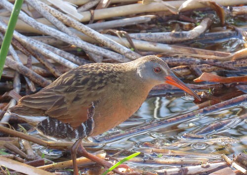 Пастушок віргінський - ML645774373