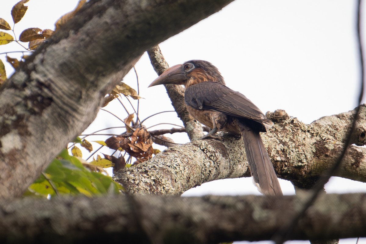 Rusty-cheeked Hornbill - ML645774376