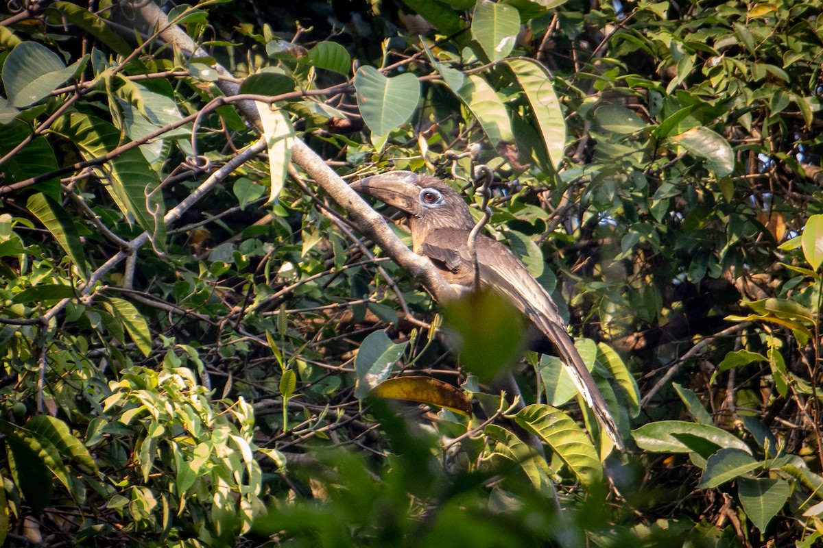 Rusty-cheeked Hornbill - ML645774377