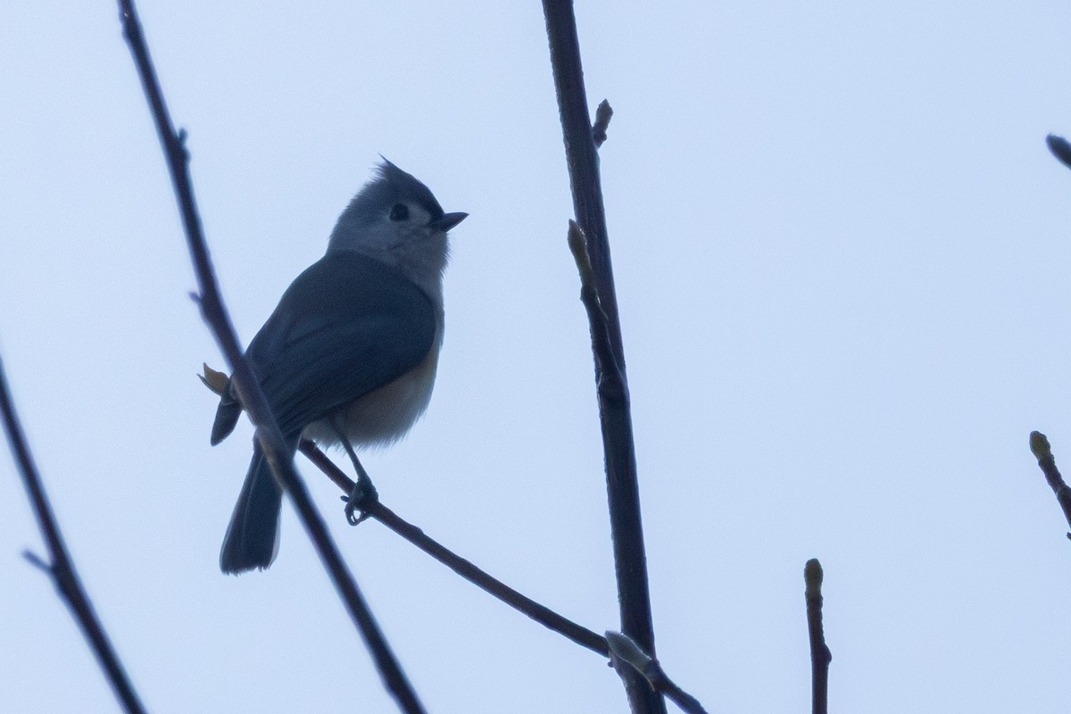 gråduskmeis - ML645774378