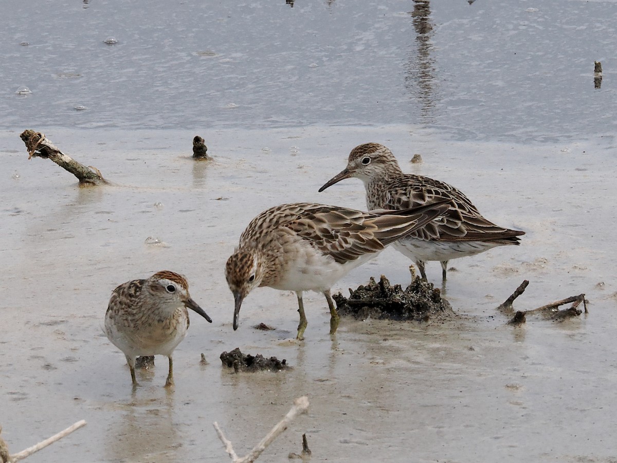 Sharp-tailed Sandpiper - ML645774380