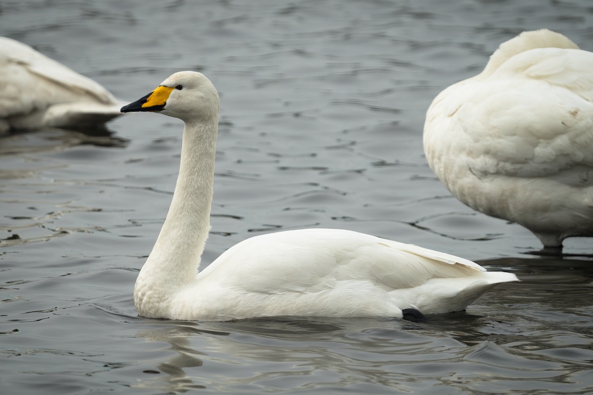 Whooper Swan - ML645774382