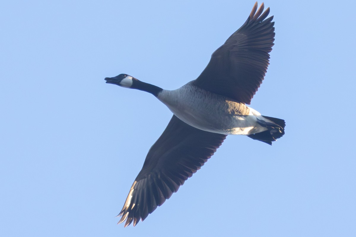 Barnacla Canadiense Grande - ML645774384