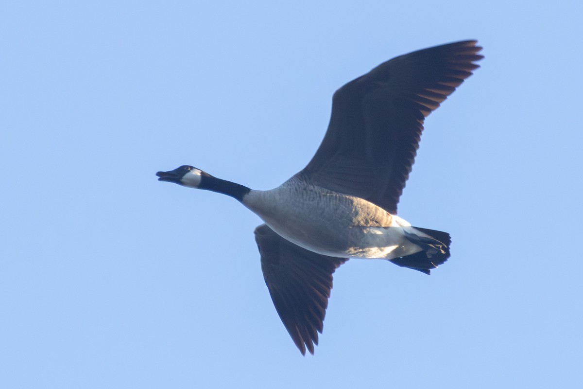 Barnacla Canadiense Grande - ML645774385