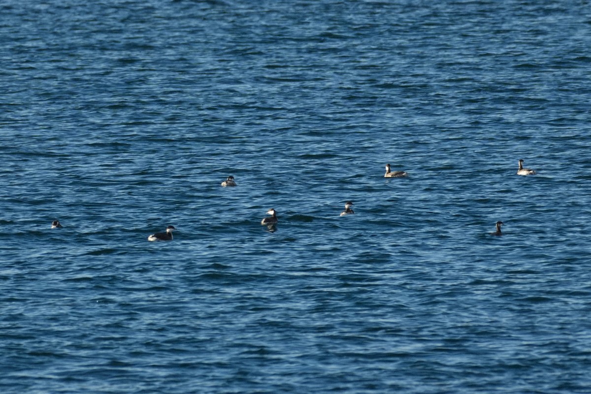 Txilinporta urrebelarria - ML645774386