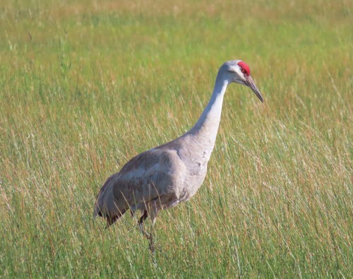 Sandhill Crane - ML645774393
