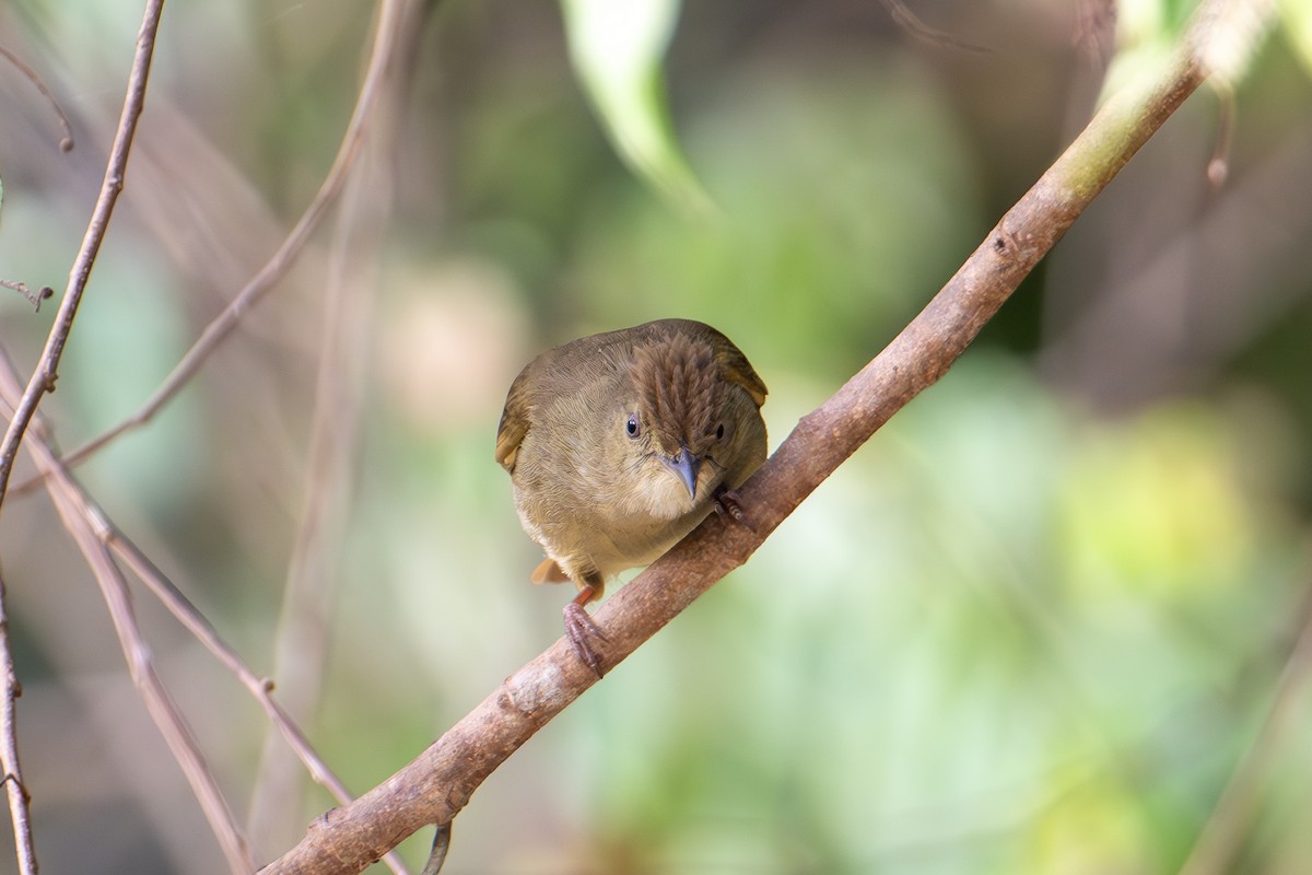 Olive Bulbul (Baker's) - ML645774398