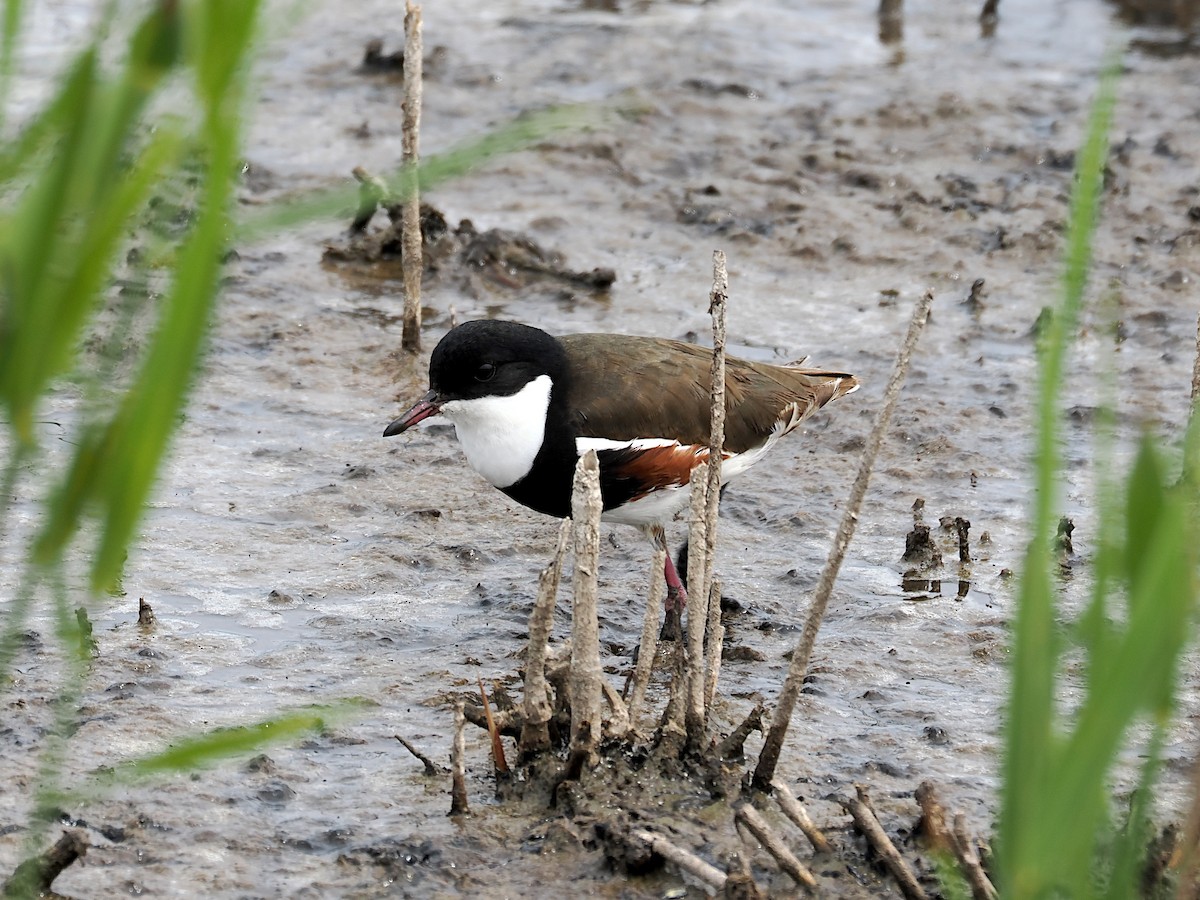 ワキアカチドリ - ML645774399