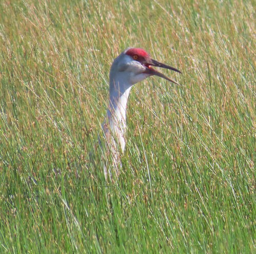 Sandhill Crane - ML645774402