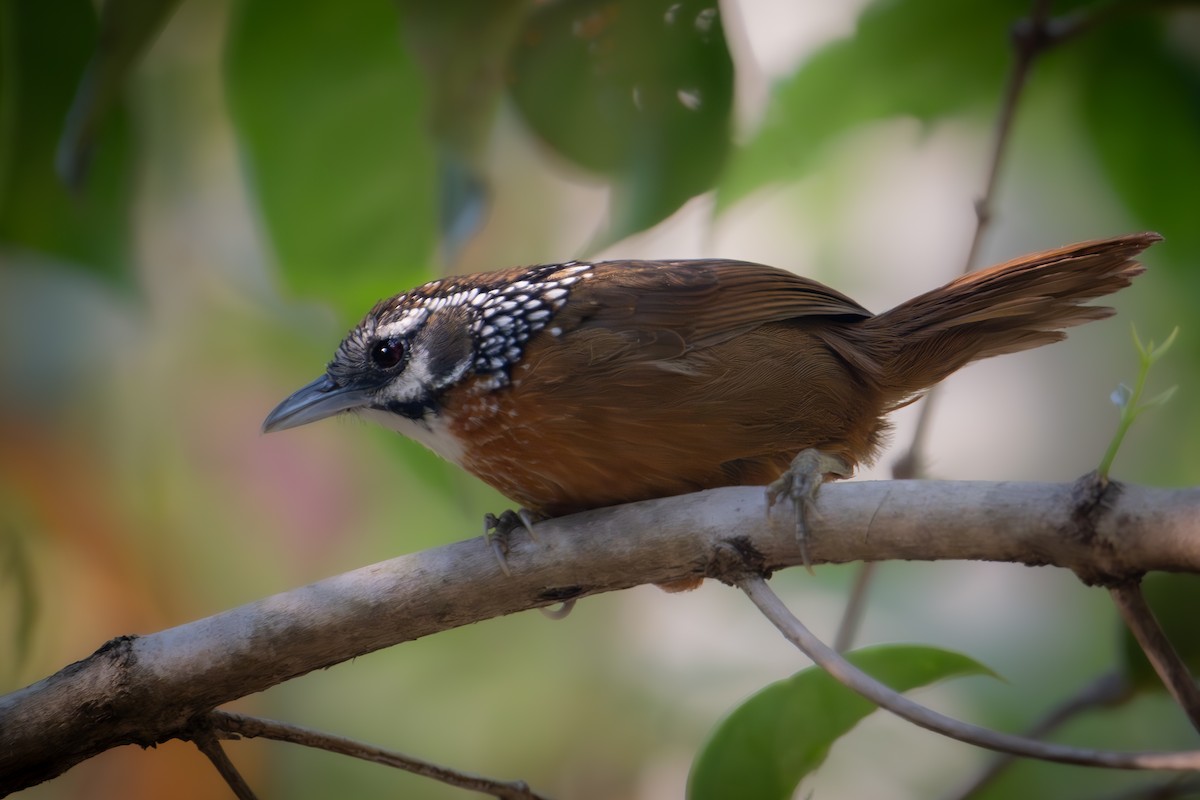 Spot-necked Babbler - ML645774405