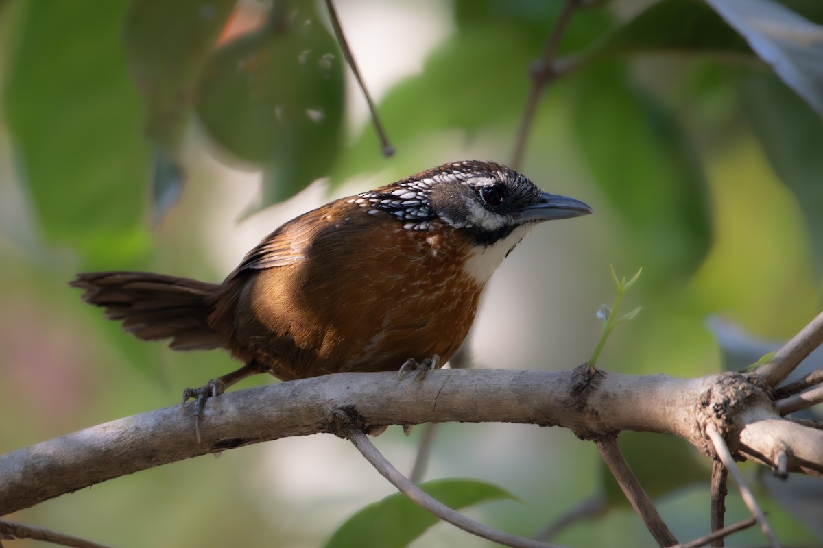 Spot-necked Babbler - ML645774406
