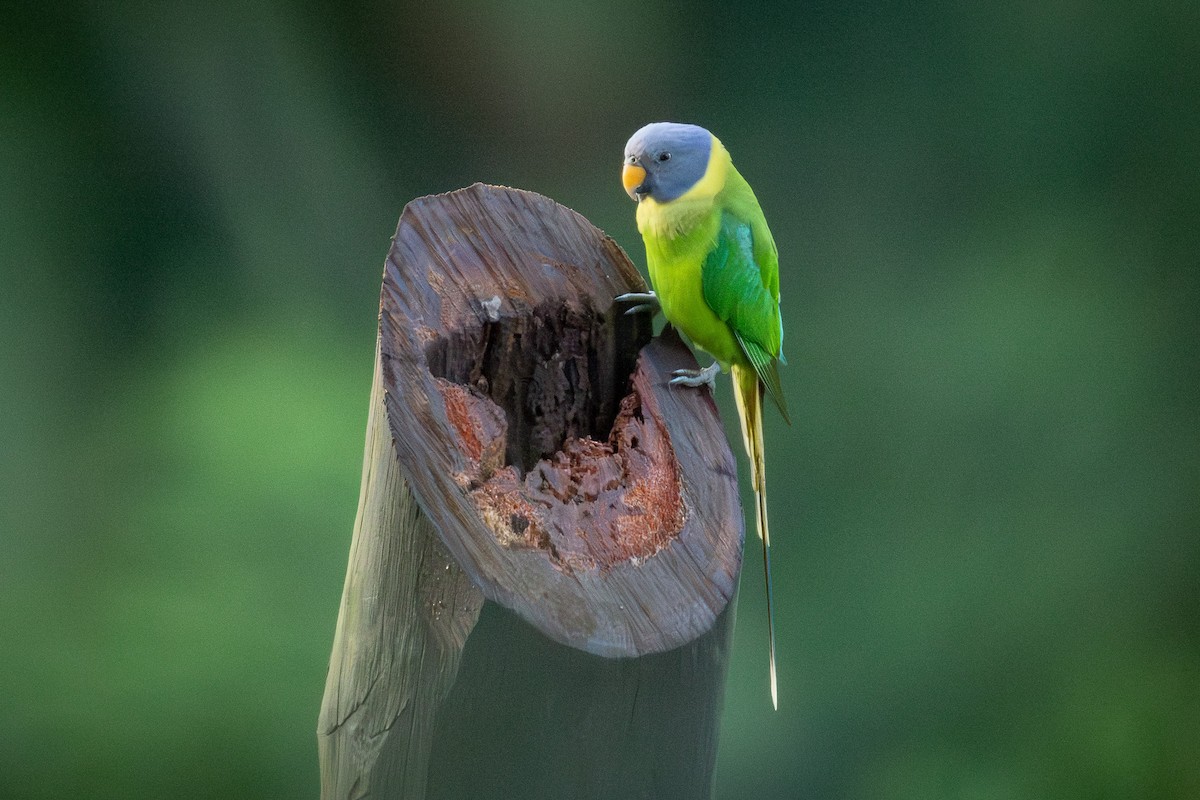 Plum-headed Parakeet - ML645774407