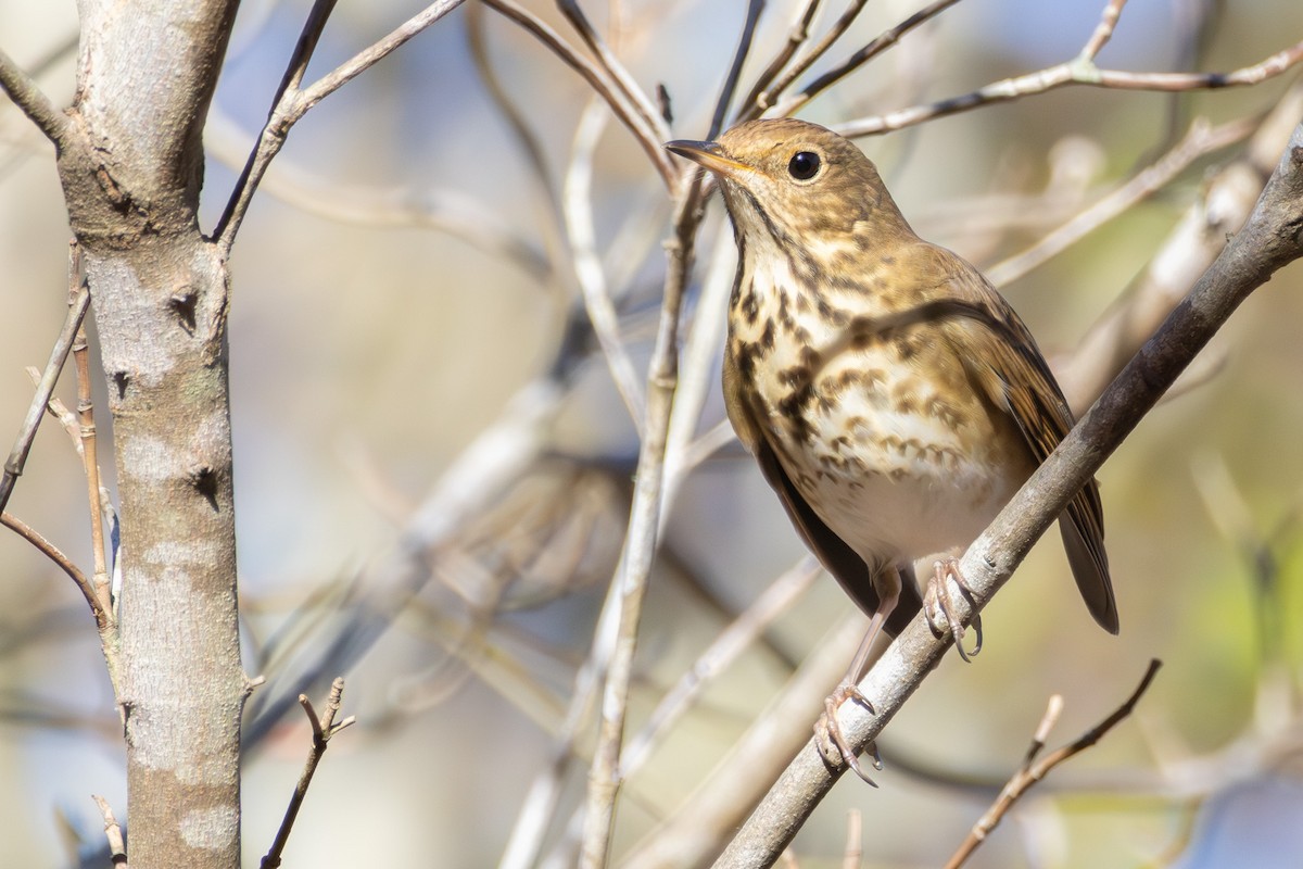 Дрізд-короткодзьоб плямистоволий - ML645774409