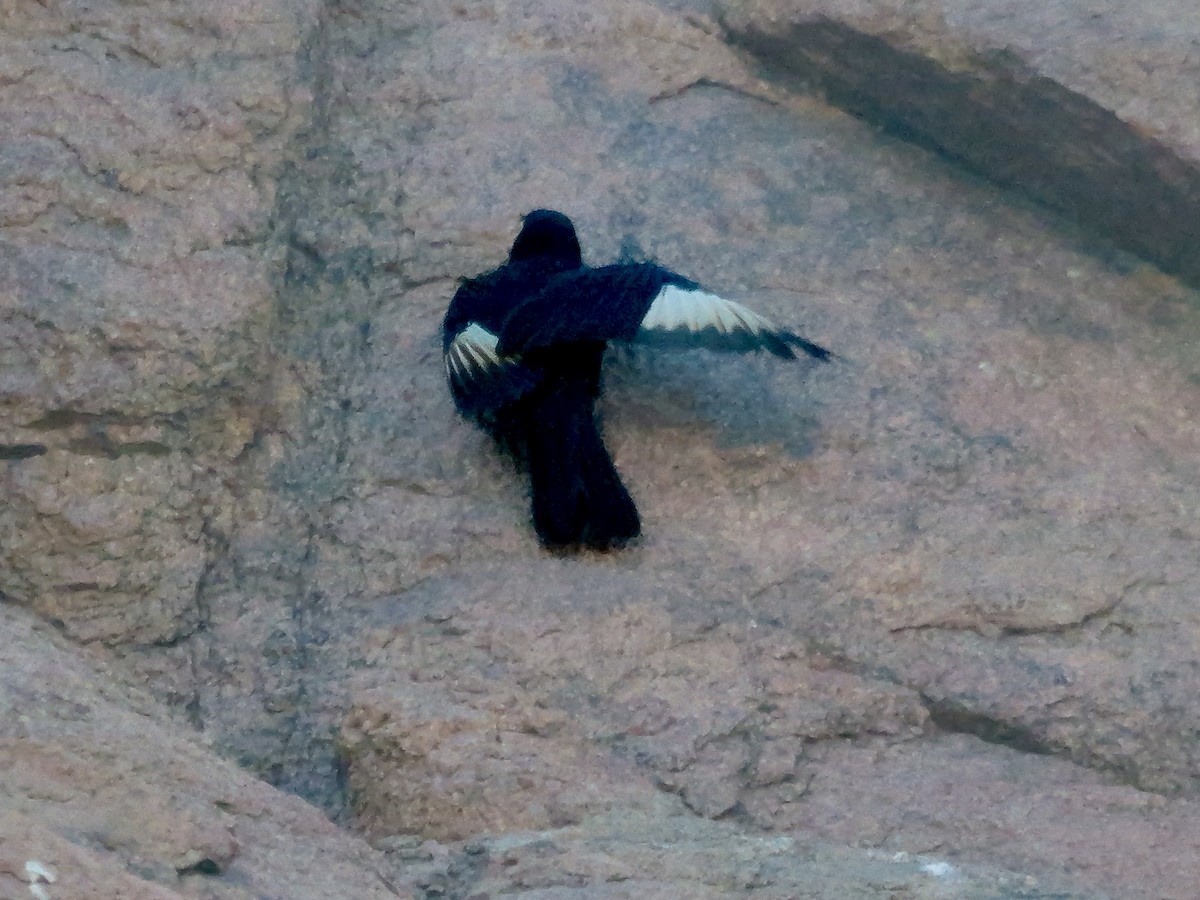 ハジロテリムク - ML645774410