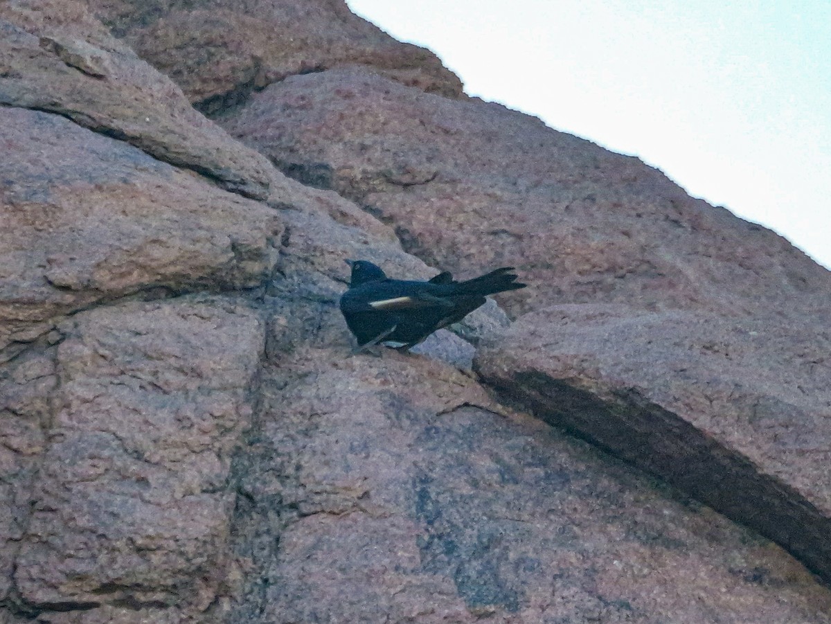 ハジロテリムク - ML645774411