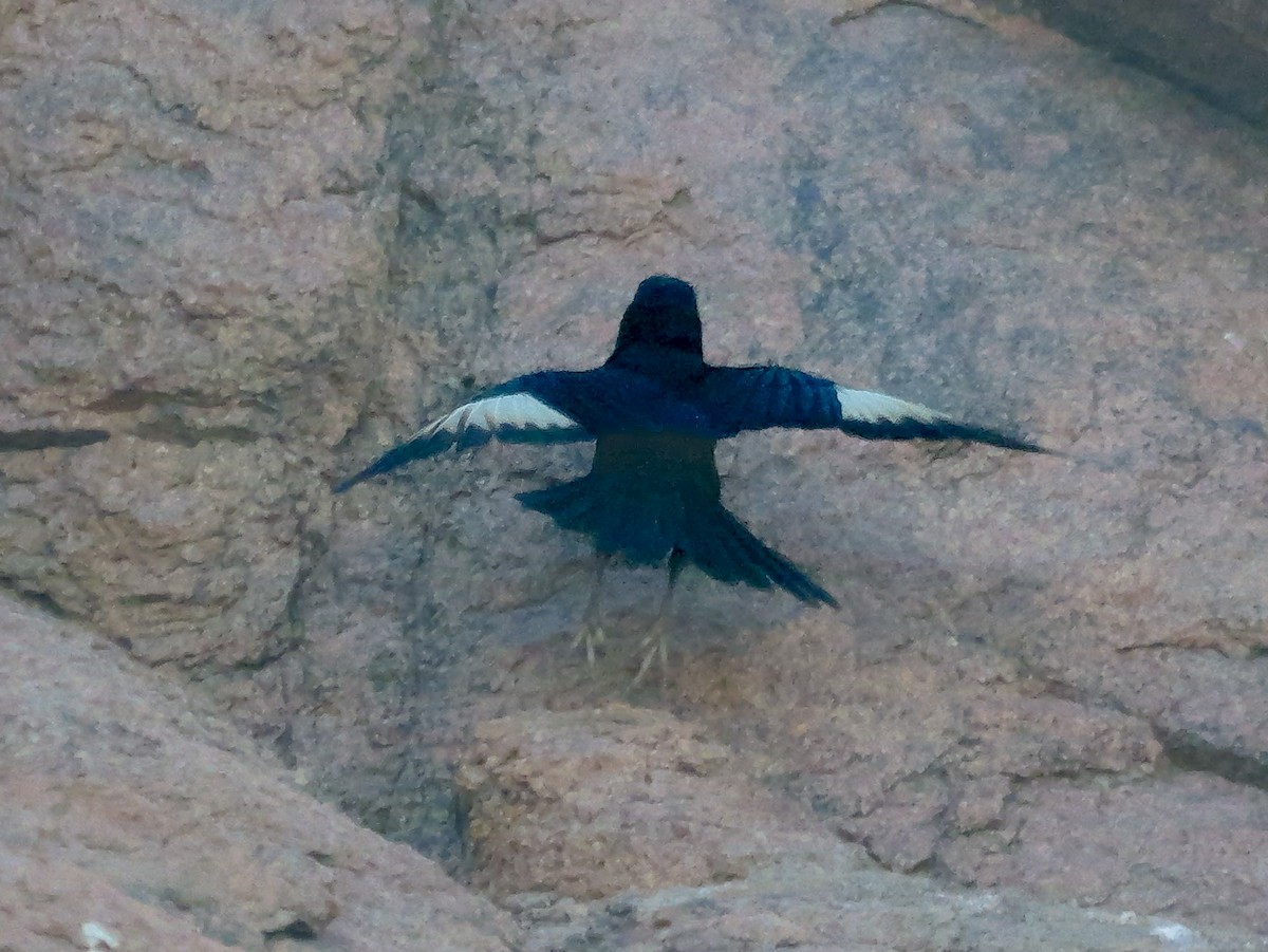 ハジロテリムク - ML645774412