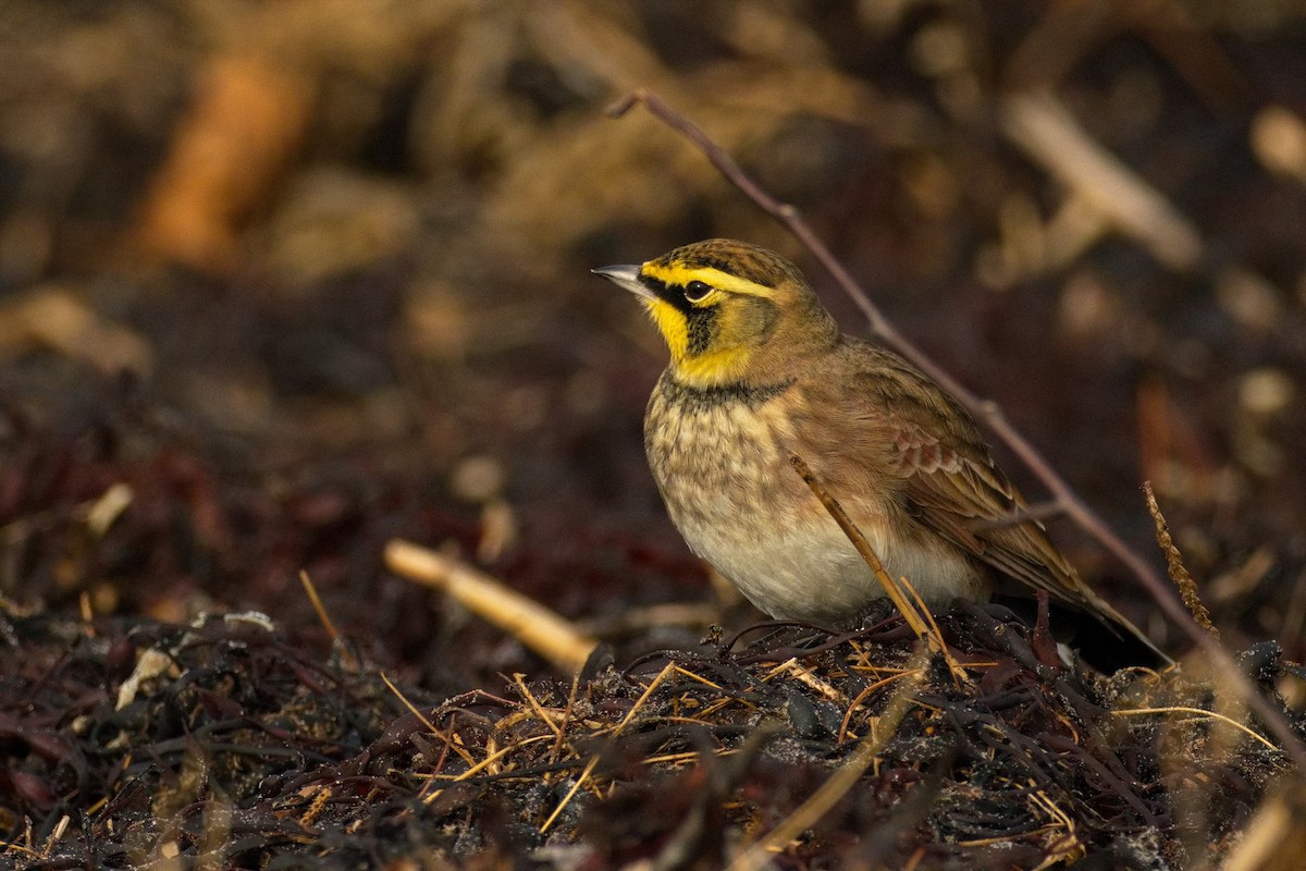 Hegatxabal adarduna - ML645774413