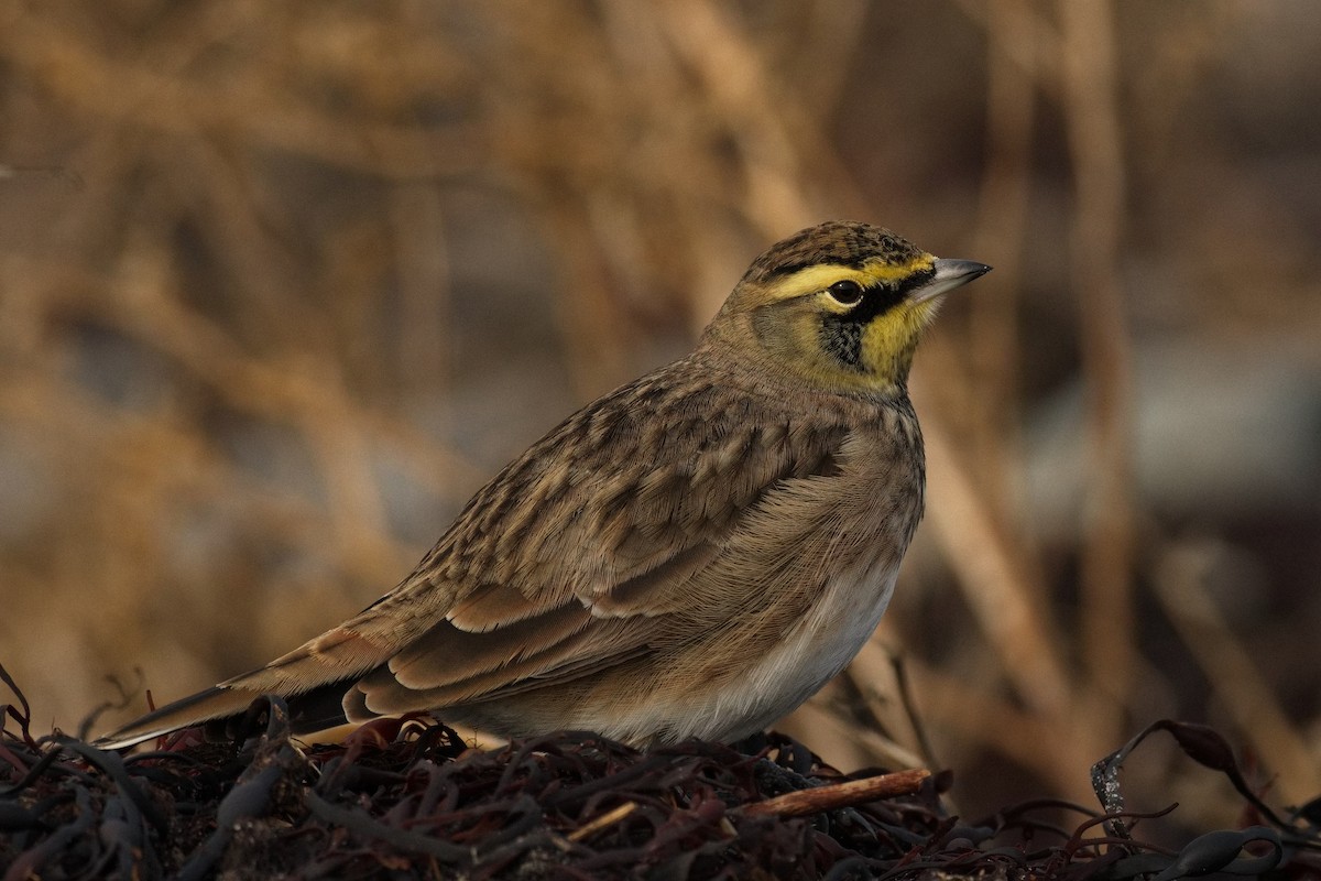 Hegatxabal adarduna - ML645774414