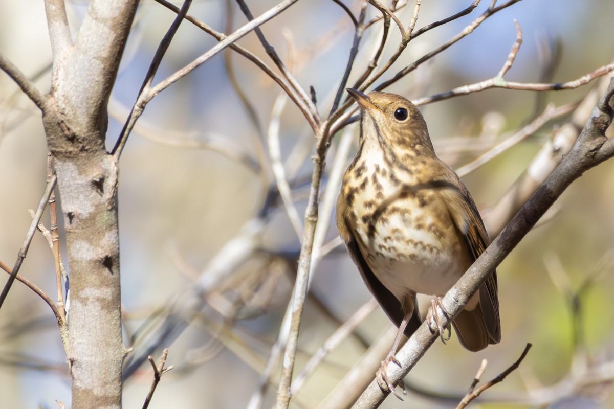Дрізд-короткодзьоб плямистоволий - ML645774415