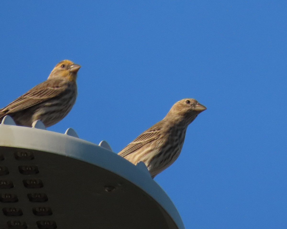 Roselin familier - ML645774416