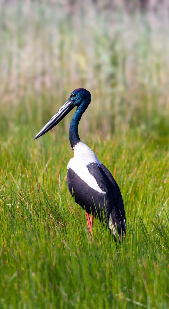 セイタカコウ - ML645774417