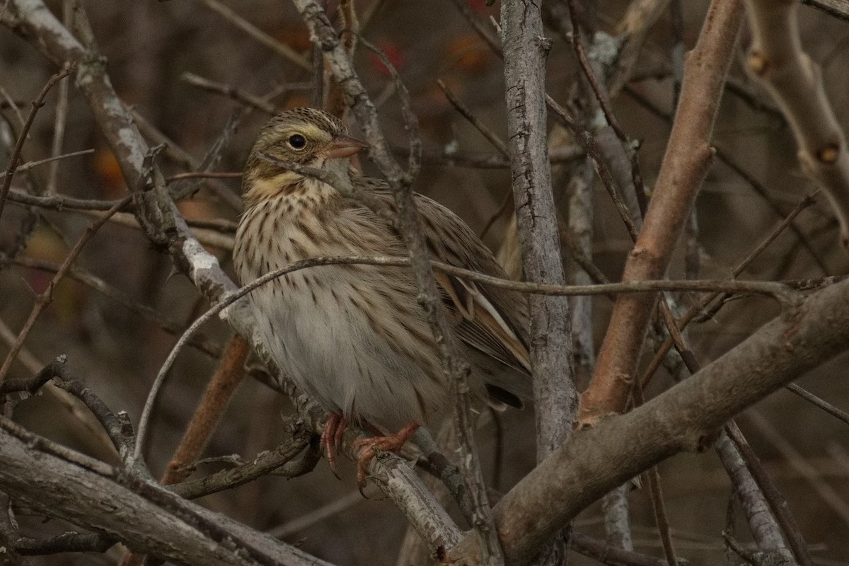 サバンナシトド - ML645774421