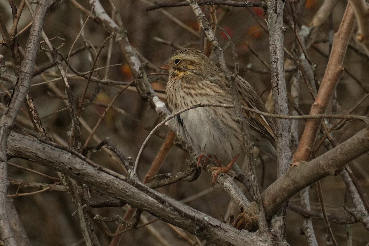 サバンナシトド - ML645774422
