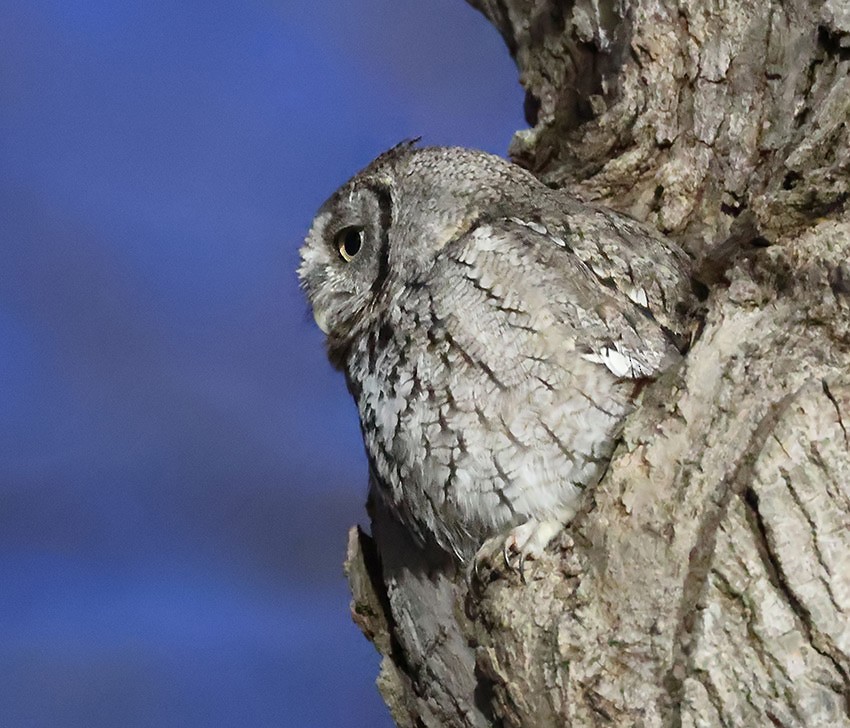 ヒガシアメリカオオコノハズク - ML645774423