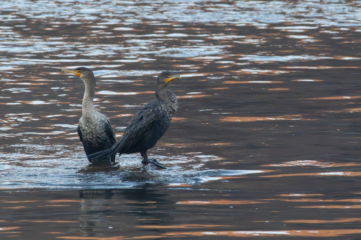 ミミヒメウ - ML645774424