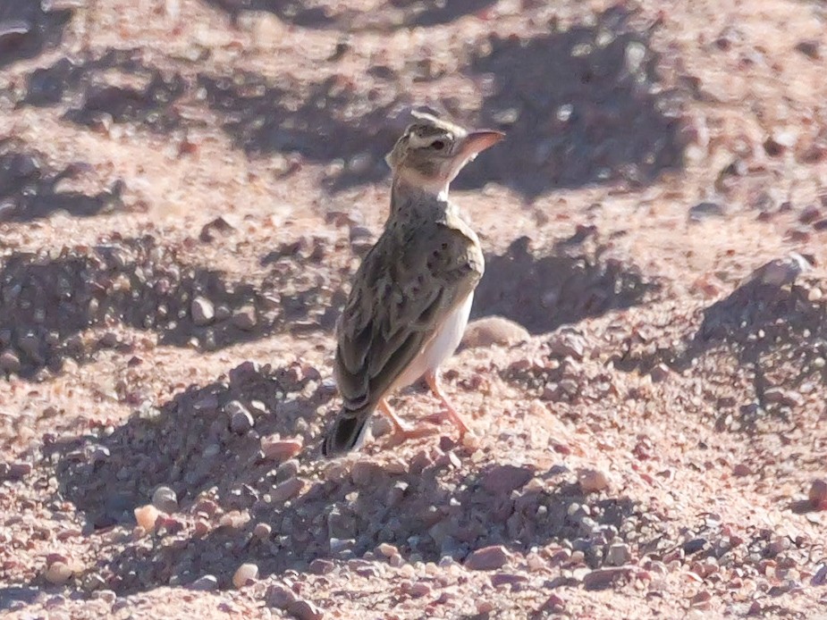 コユビシトドコヒバリ - ML645774425