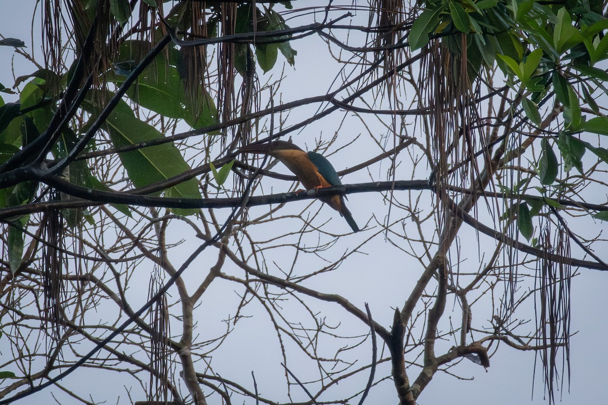 コウハシショウビン - ML645774427