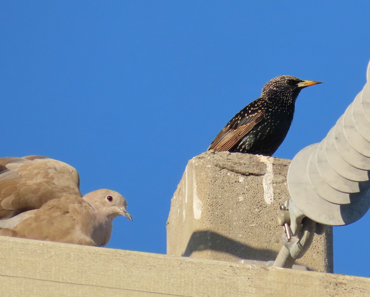 ホシムクドリ - ML645774428