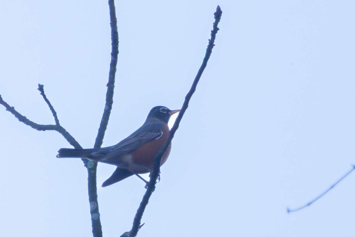 コマツグミ - ML645774429