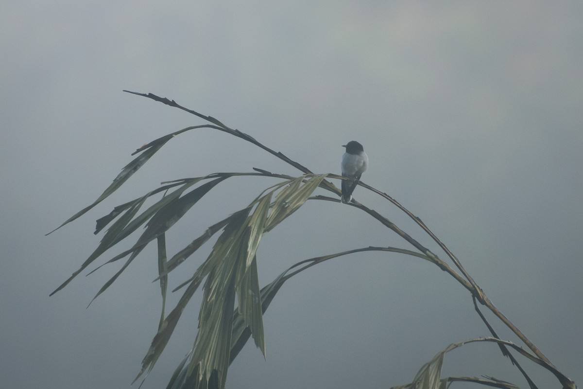 ズグロアサクラサンショウクイ - ML645774431