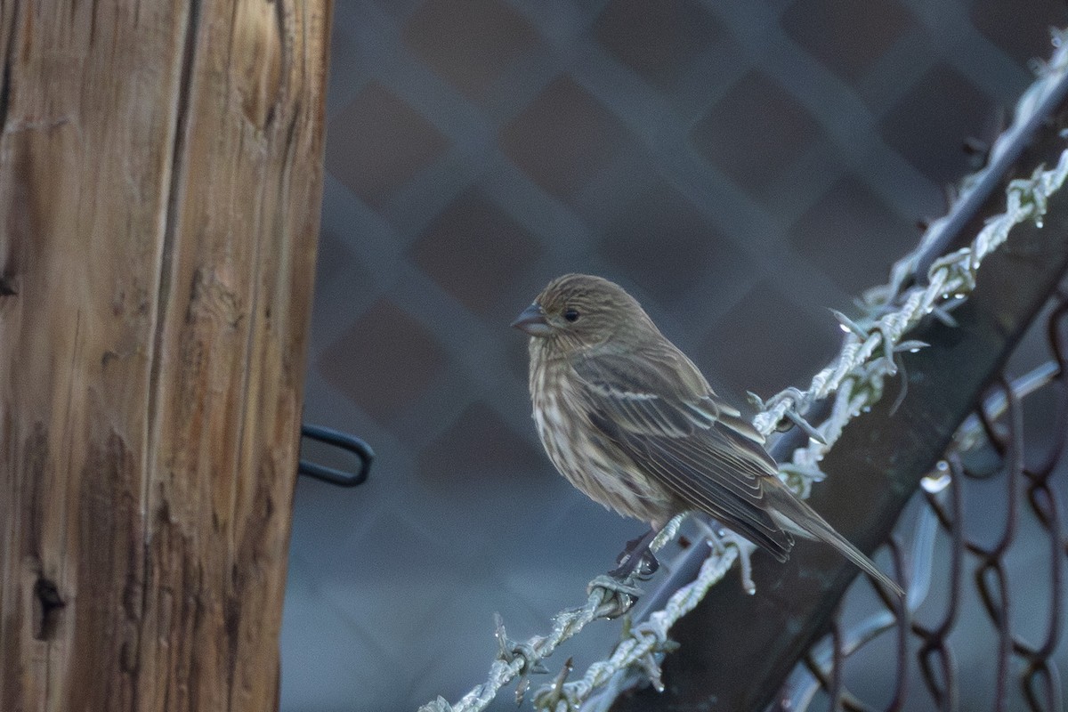 メキシコマシコ - ML645774432