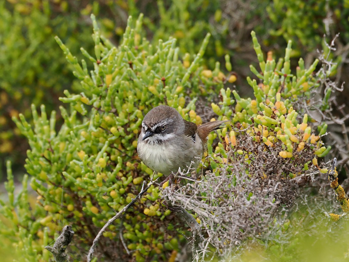 マミジロヤブムシクイ（frontalis グループ） - ML645774433
