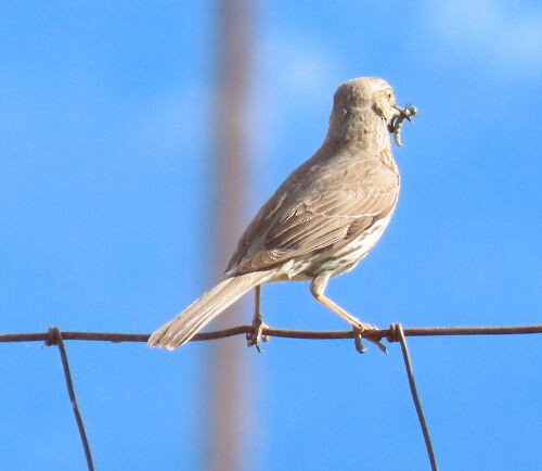ウタイマネシツグミ - ML645774434